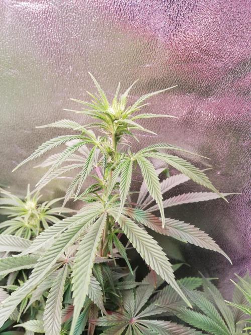 Sticky Broccoli, Soil/Peat Mix. Week 11