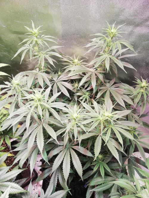 Sticky Broccoli, Soil/Peat Mix. Week 11