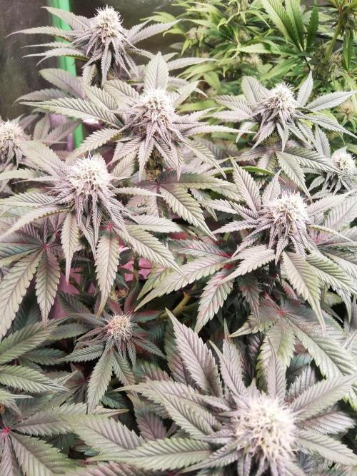 Mystery strain. Week 9