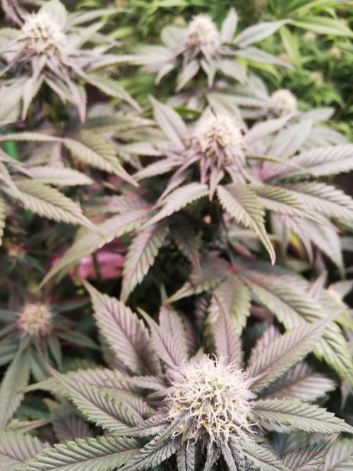 Mystery strain. Week 9