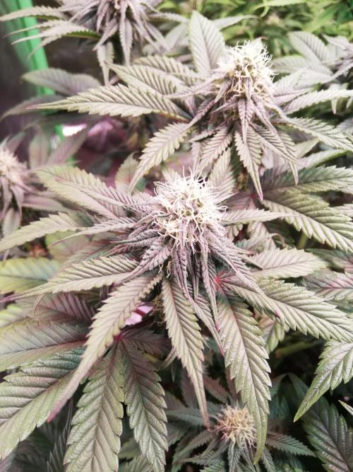 Mystery strain. Week 9