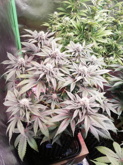 Mystery strain. Week 9