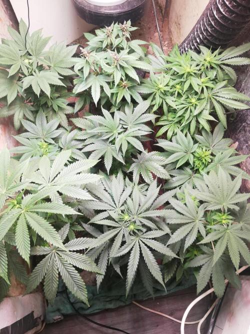 Pakistan Chitral Kush.Regular. Breeding. Week 1