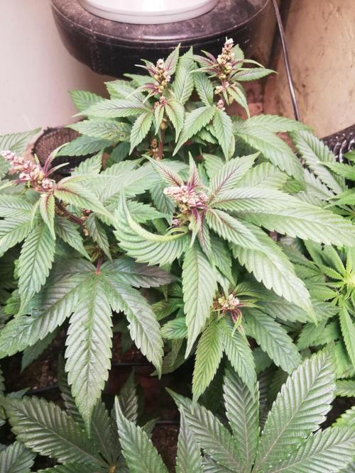 Pakistan Chitral Kush.Regular. Breeding. Week 1