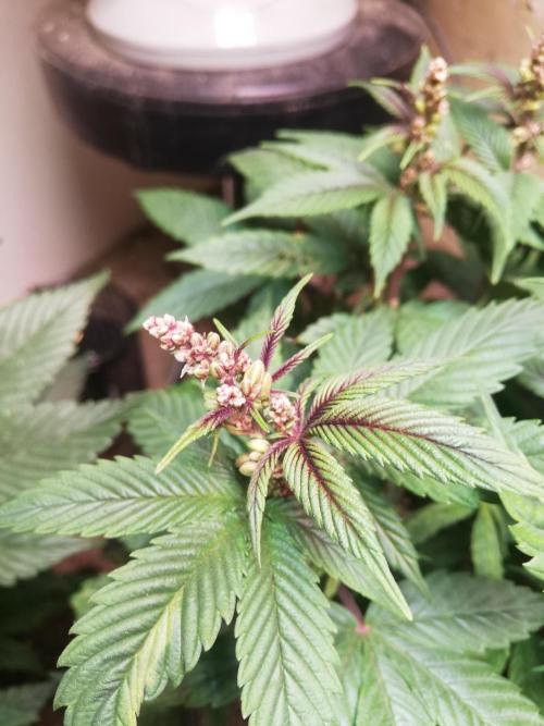 Pakistan Chitral Kush.Regular. Breeding. Week 1