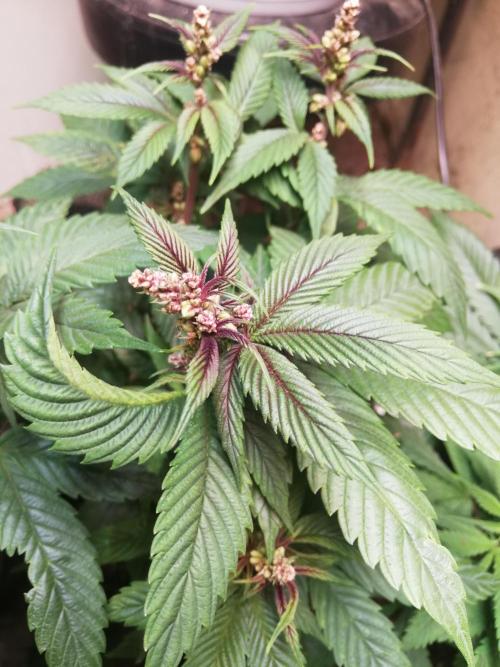 Pakistan Chitral Kush.Regular. Breeding. Week 1