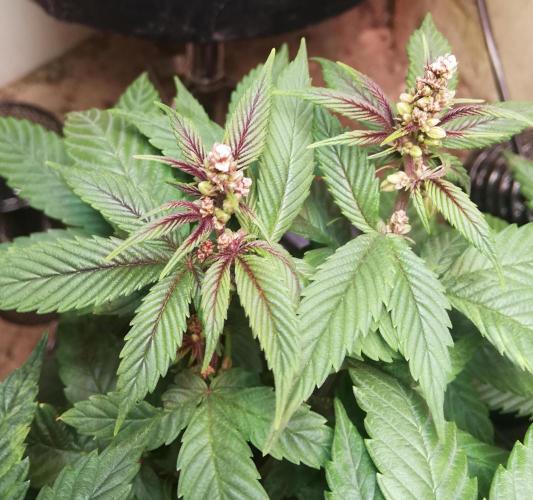Pakistan Chitral Kush.Regular. Breeding. Week 1