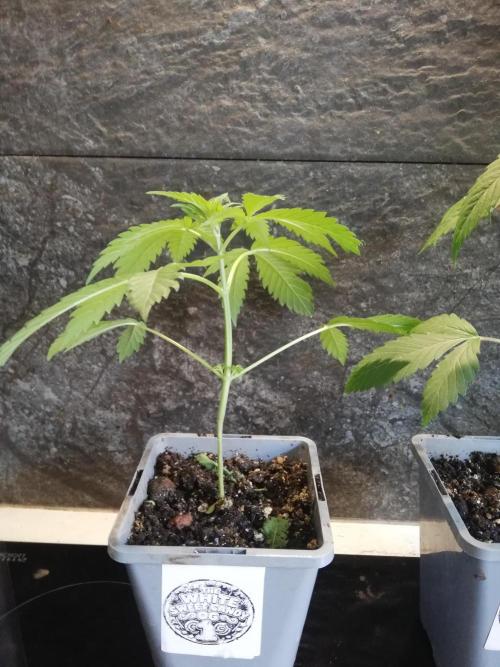 The White Sweet Candy OG One. F025. Week 4
