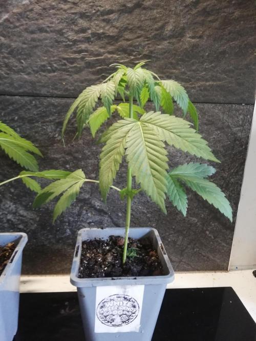 The White Sweet Candy OG One. F025. Week 4
