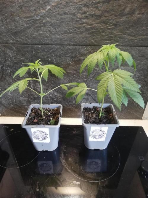 The White Sweet Candy OG One. F025. Week 4