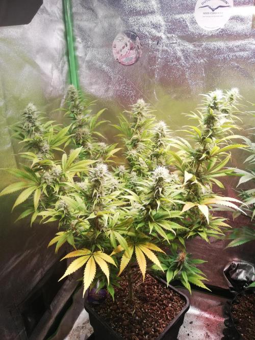 🏆 Eternity Grow Cup 🏆  2026. Week 12