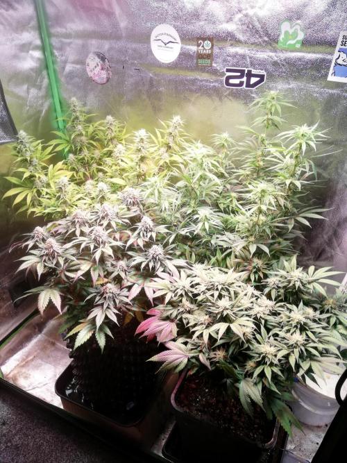 Mystery strain. Week 11