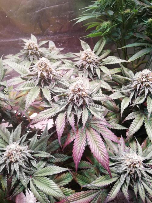 Mystery strain. Week 11