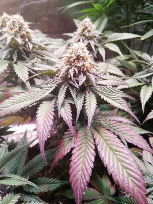 Mystery strain. Week 11