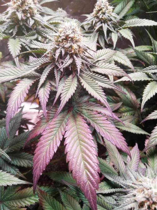 Mystery strain. Week 11