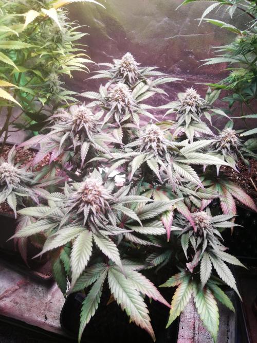 Mystery strain. Week 11
