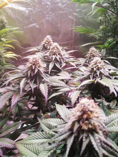 Mystery strain. Week 11
