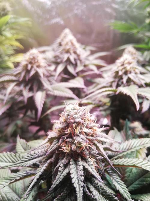 Mystery strain. Week 11