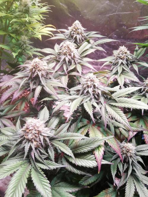 Mystery strain. Week 11