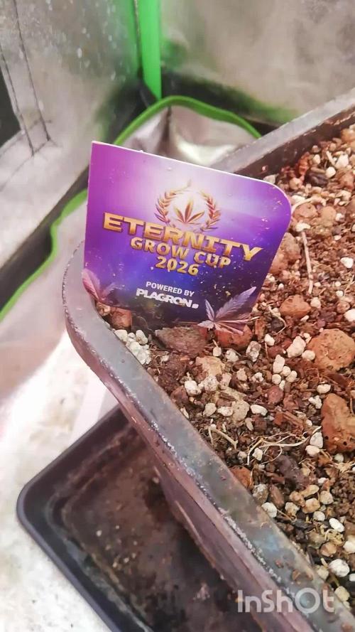 🏆 Eternity Grow Cup 🏆  2026