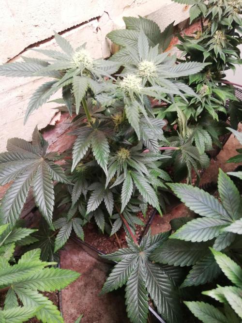 Pakistan Chitral Kush.Regular. Breeding. Week 2