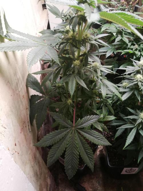 Pakistan Chitral Kush.Regular. Breeding. Week 2