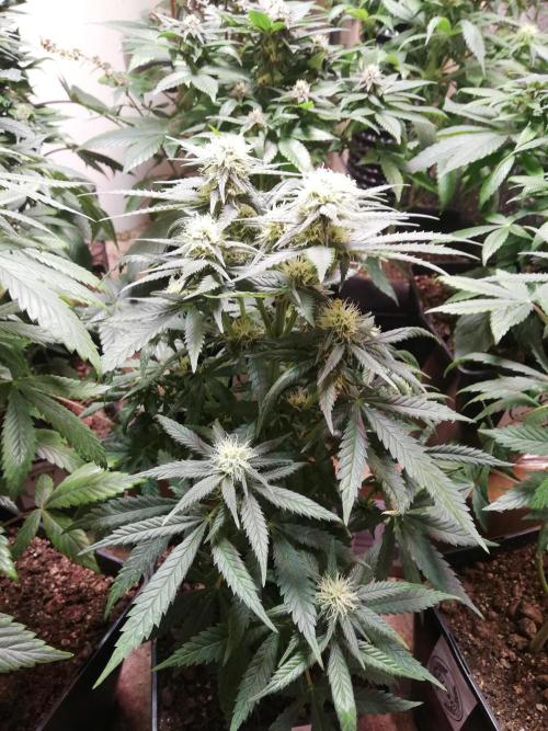 Pakistan Chitral Kush.Regular. Breeding. Week 2