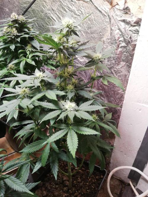 Pakistan Chitral Kush.Regular. Breeding. Week 2