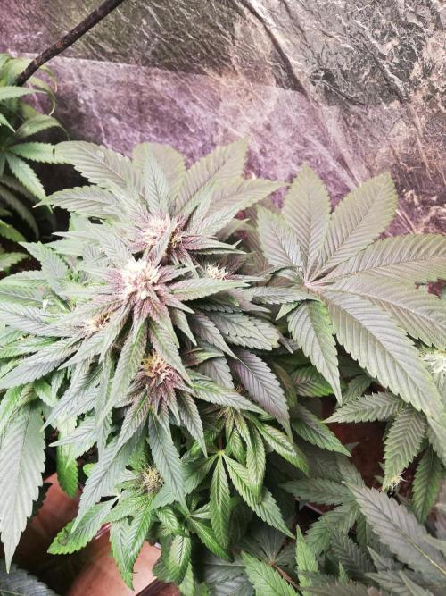 Pakistan Chitral Kush.Regular. Breeding. Week 2