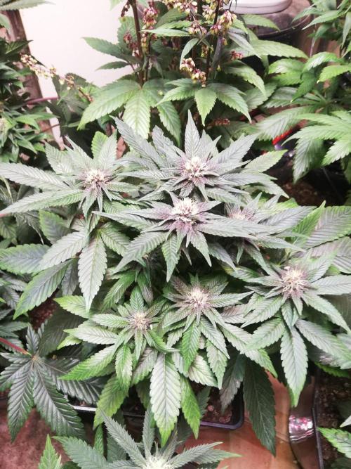Pakistan Chitral Kush.Regular. Breeding. Week 2