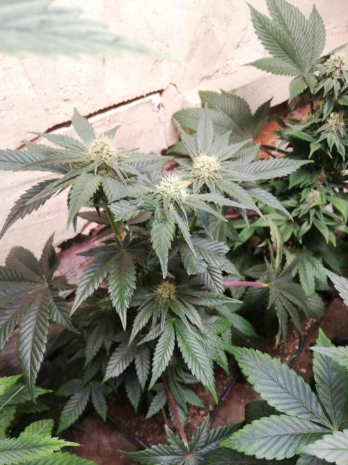 Pakistan Chitral Kush.Regular. Breeding. Week 2
