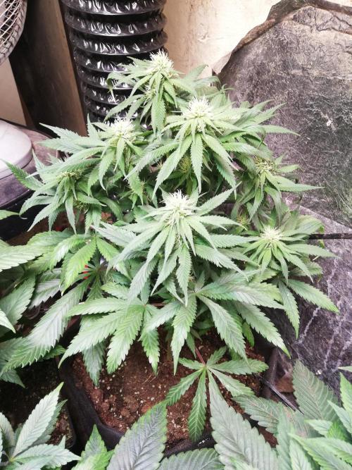 Pakistan Chitral Kush.Regular. Breeding. Week 2