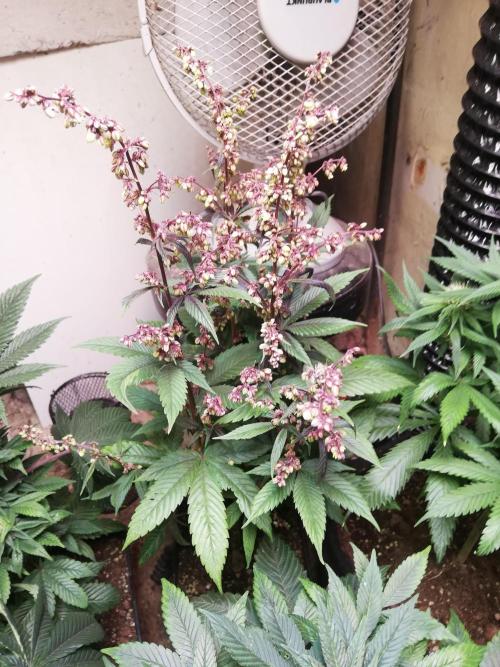 Pakistan Chitral Kush.Regular. Breeding. Week 2