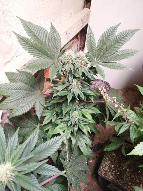 Pakistan Chitral Kush.Regular. Breeding. Week 2