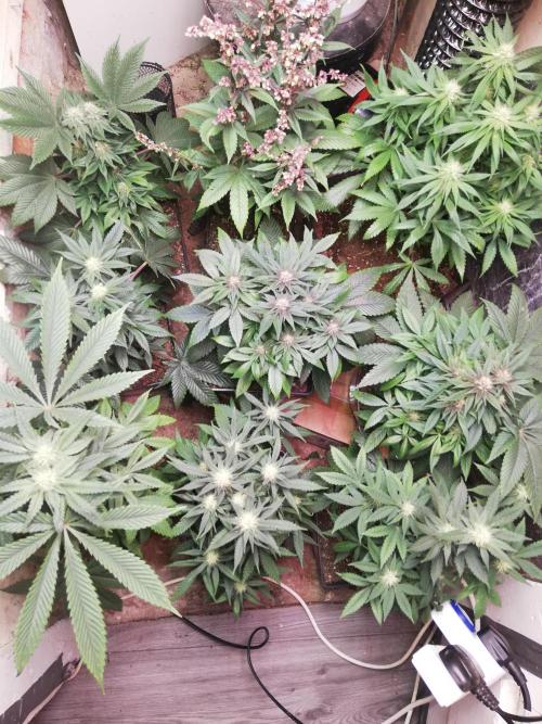Pakistan Chitral Kush.Regular. Breeding. Week 2