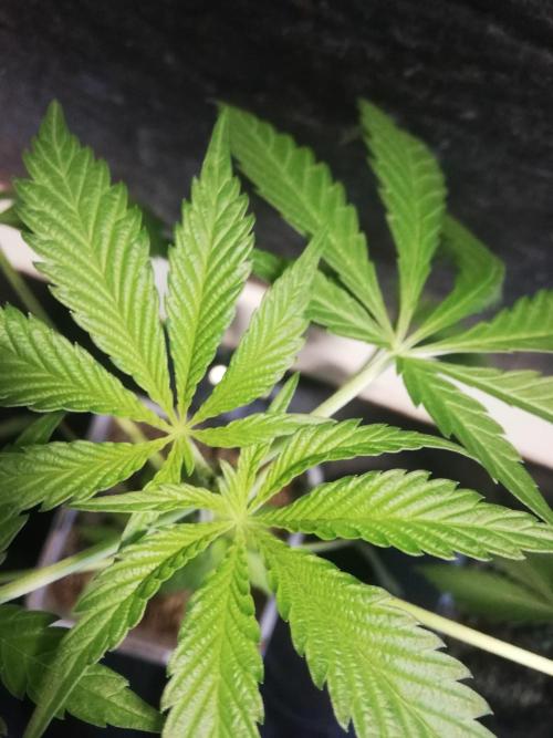 The White Sweet Candy OG One. F025. Week 5