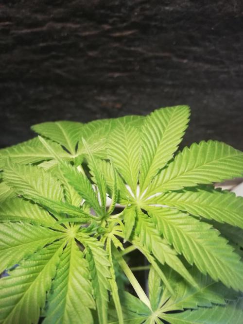 The White Sweet Candy OG One. F025. Week 5