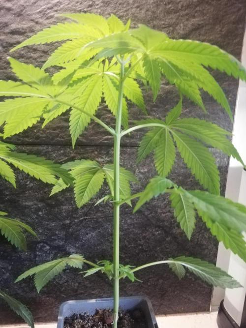 The White Sweet Candy OG One. F025. Week 5