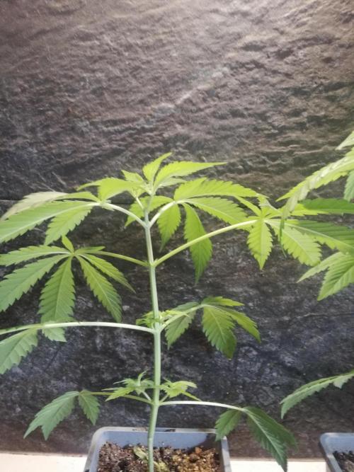 The White Sweet Candy OG One. F025. Week 5