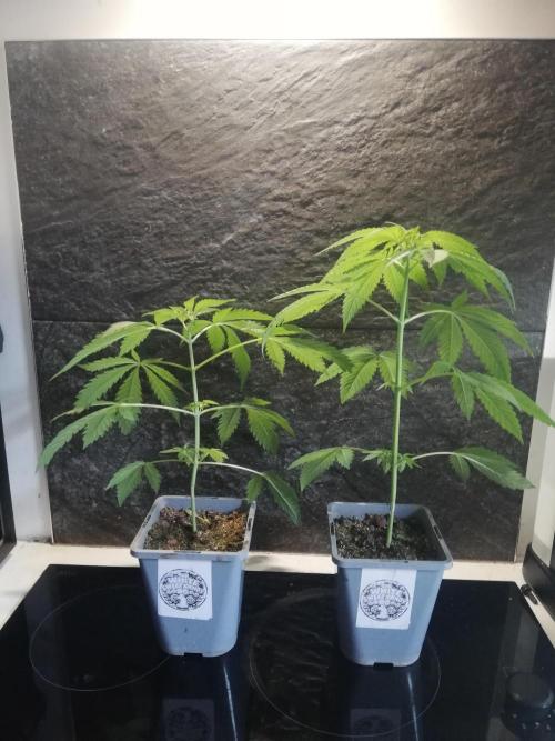 The White Sweet Candy OG One. F025. Week 5