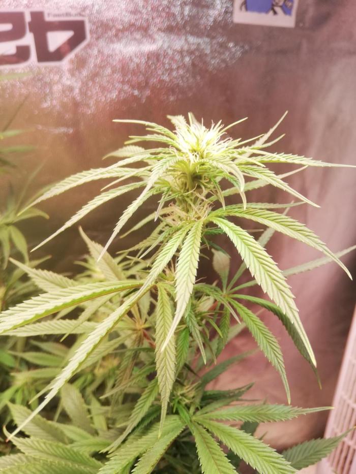 Sticky Broccoli, Soil/Peat Mix. Week 12