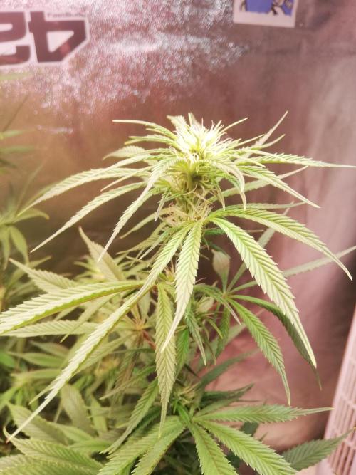 Sticky Broccoli . Week 12