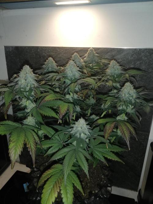 Mystery . Week 13
