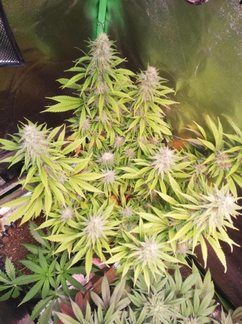 🏆 Eternity Grow Cup 🏆  2026. Week 13