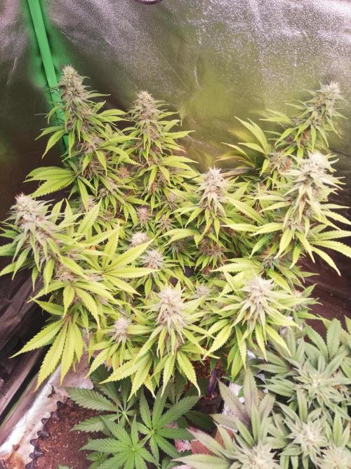 🏆 Eternity Grow Cup 🏆  2026. Week 13