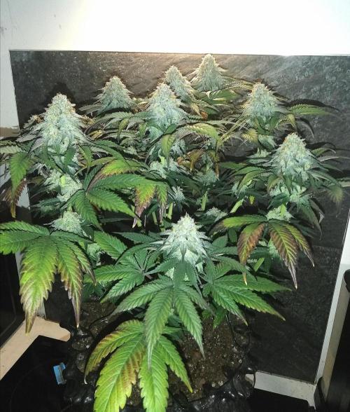 Mystery strain. Week 13