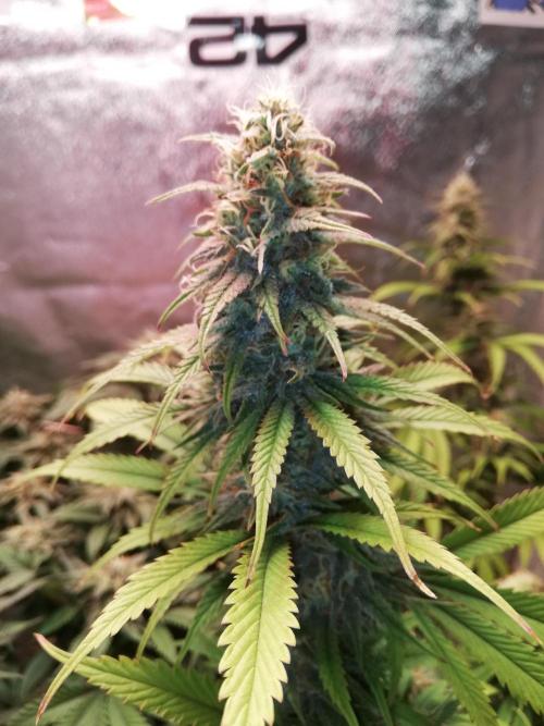 🏆 Eternity Grow Cup 🏆  2026. Week 14