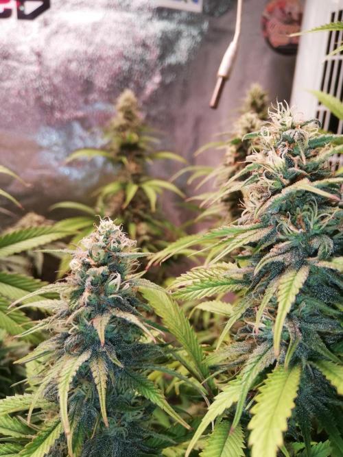 🏆 Eternity Grow Cup 🏆  2026. Week 14