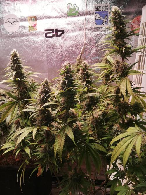 🏆 Eternity Grow Cup 🏆  2026. Week 14