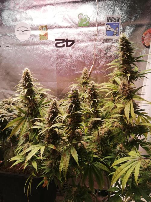 🏆 Eternity Grow Cup 🏆  2026. Week 14